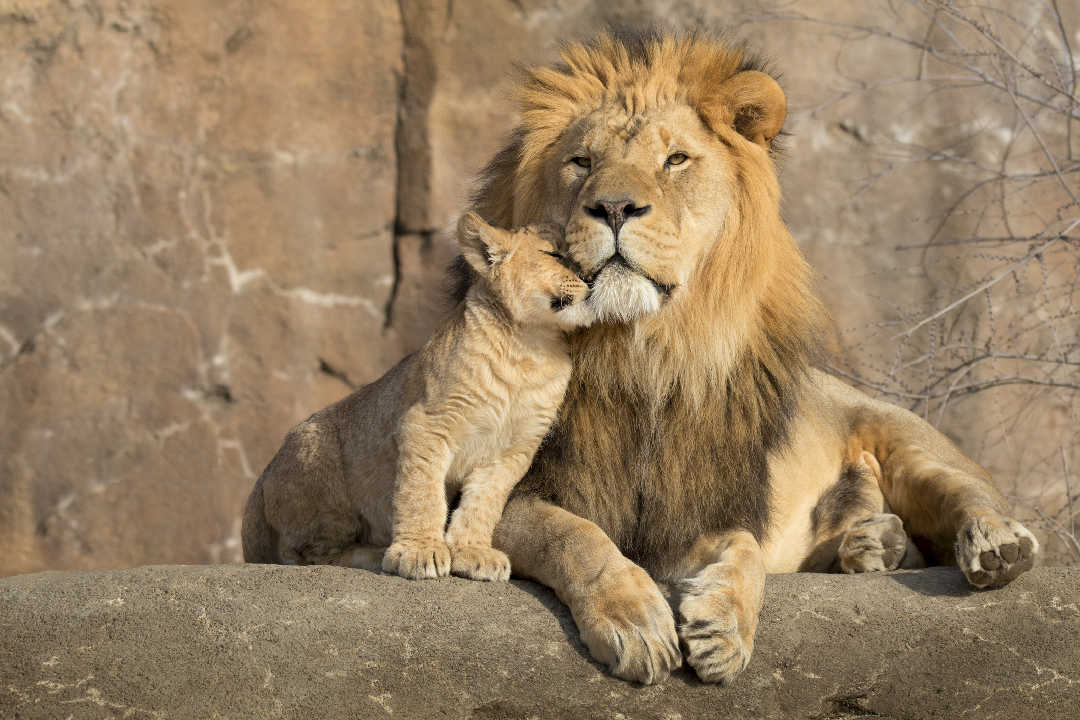 This proud male African lion is cuddled by his cub during an affectionate moment. She is Daddy's girl for sure.