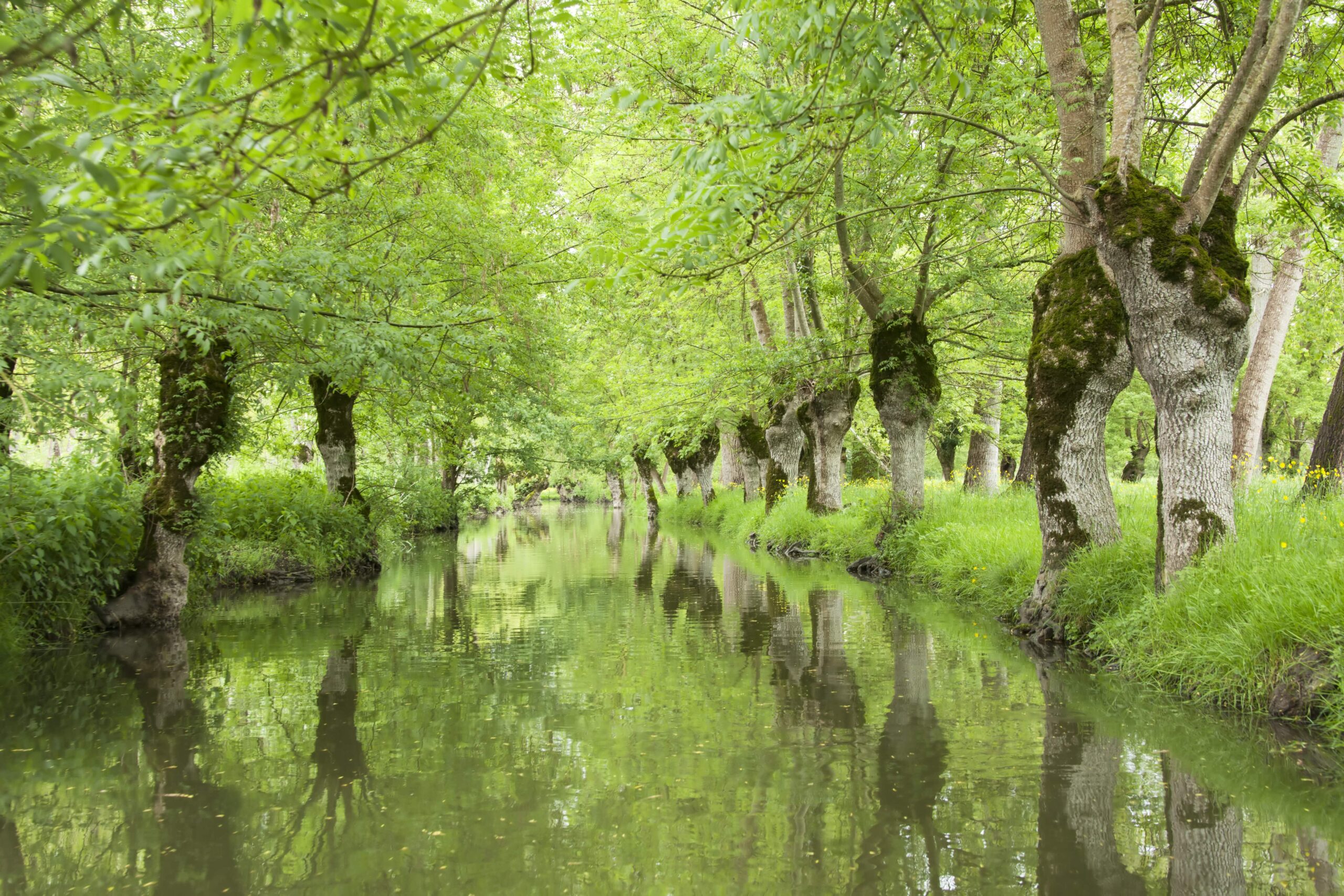 poitevin marshes-min