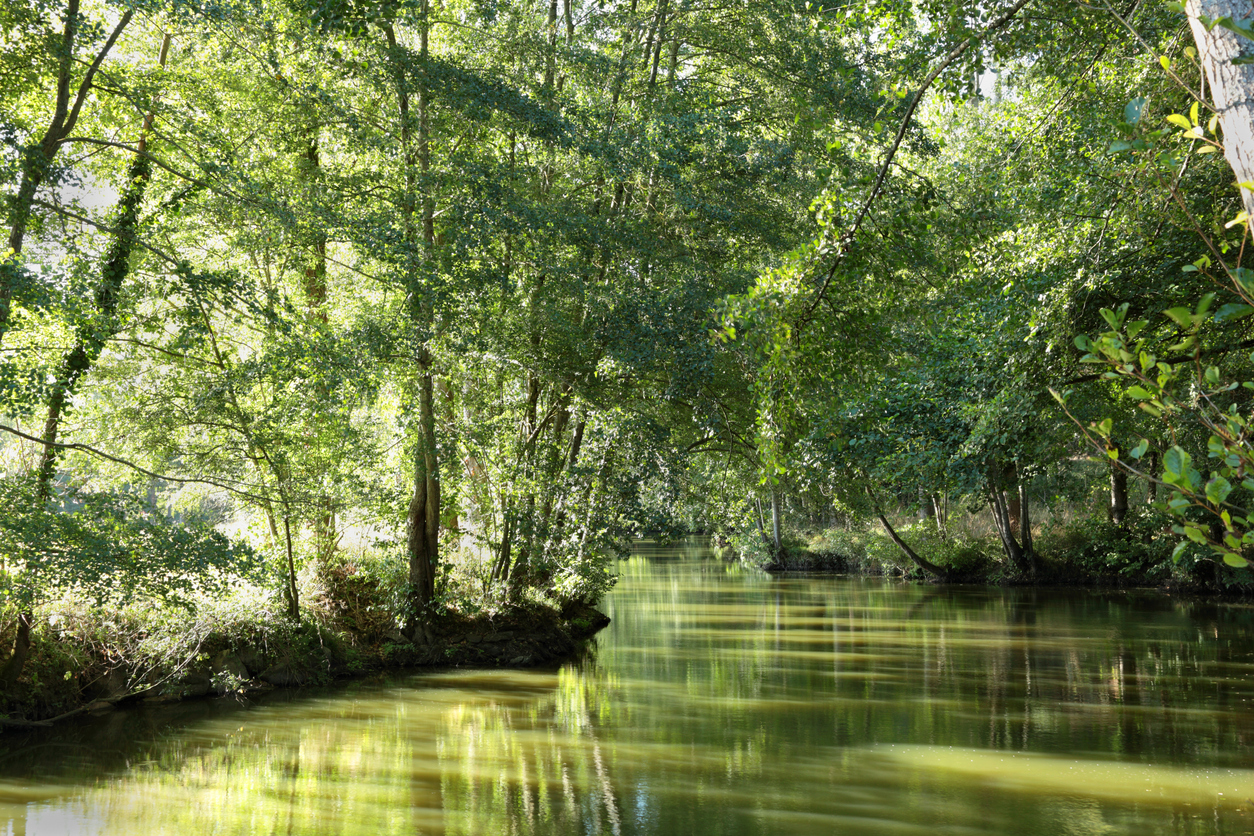 tranquil green river with sunlight and trees in France - evening sunlight filters through leaves making the river turn green - near Apremont, France.